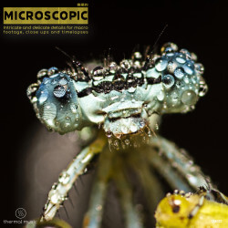 Microscopic TM021