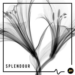 Splendour JW2313