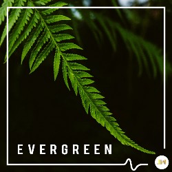 Evergreen JW2372