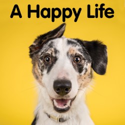 A Happy Life JW2253